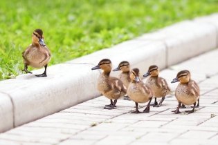 關鍵意見領袖：他們是誰，他們為什麼那麼重要？